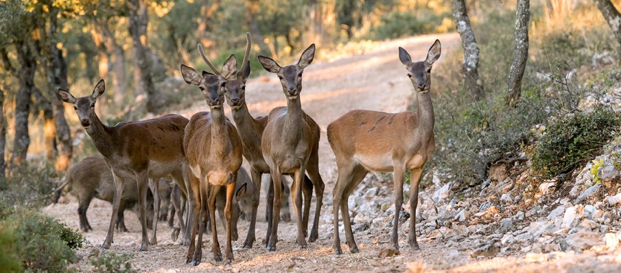 chasse au gros gibier Berbe Alto