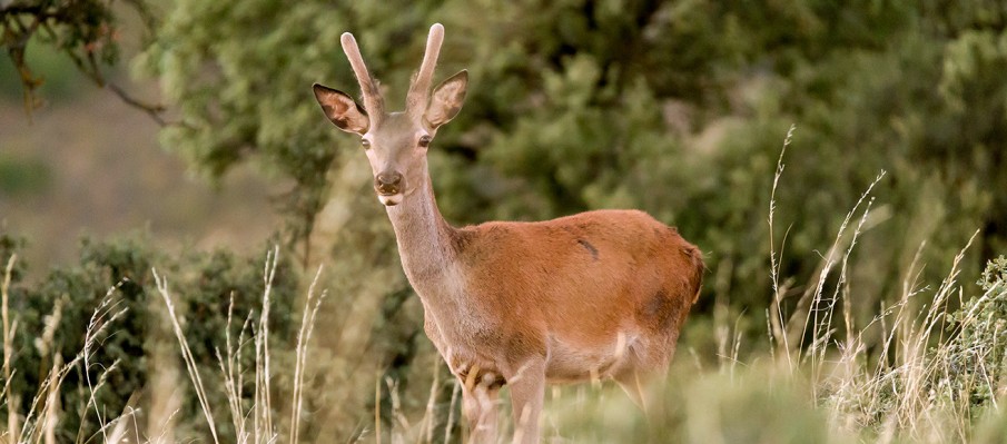 chasse au gros gibier Berbe Alto