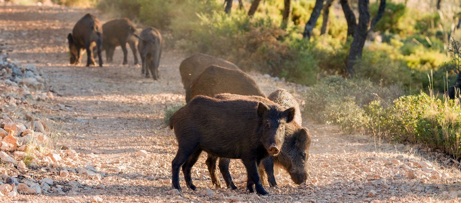 chasse au gros gibier Berbe Alto