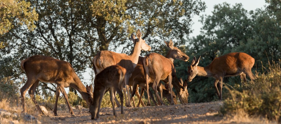 chasse au gros gibier Berbe Alto