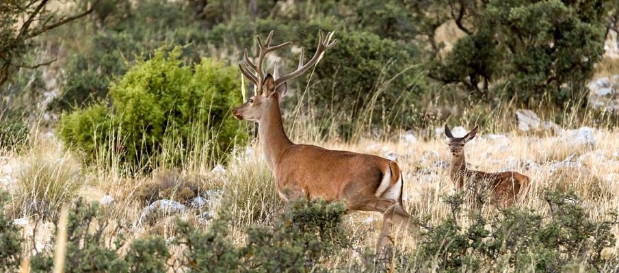 chasse au gros gibier Berbe Alto