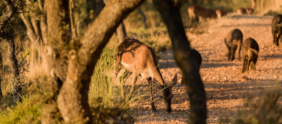 chasse au gros gibier Berbe Alto