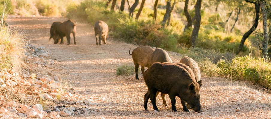 chasse au gros gibier Berbe Alto