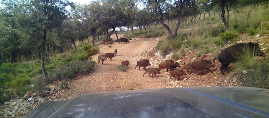 chasse au gros gibier Berbe Alto