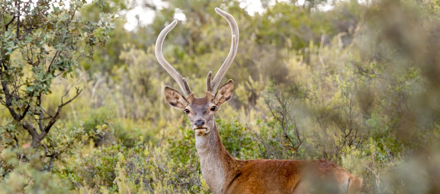 chasse au gros gibier Berbe Alto