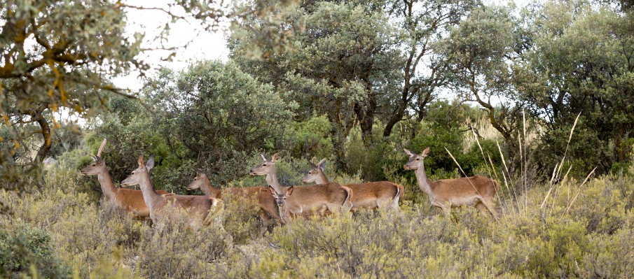 chasse au gros gibier Berbe Alto