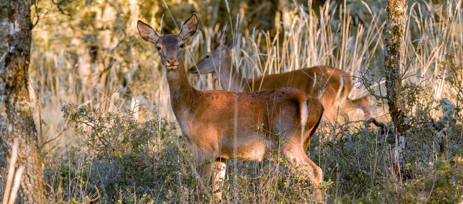 chasse au gros gibier Berbe Alto