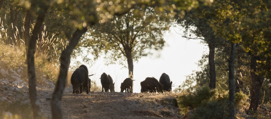 chasse au gros gibier Berbe Alto