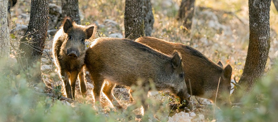 chasse au gros gibier Berbe Alto