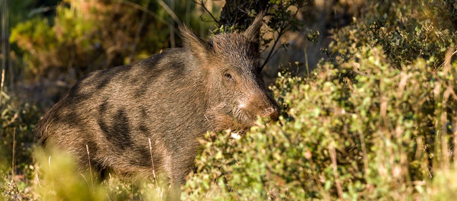 chasse au gros gibier Berbe Alto