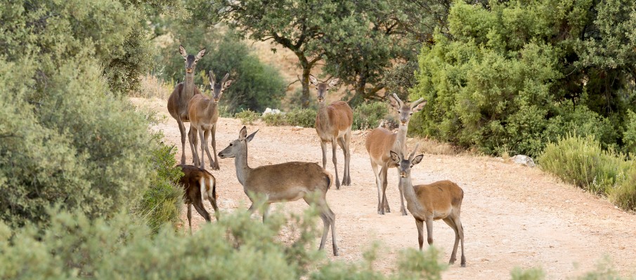 chasse au gros gibier Berbe Alto