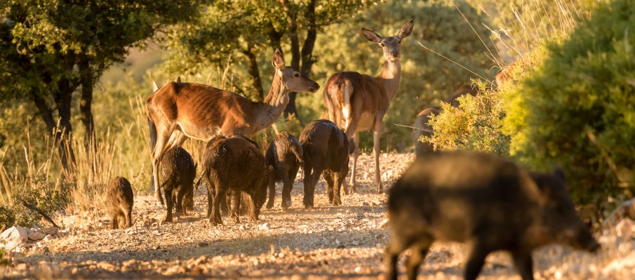 chasse au gros gibier Berbe Alto