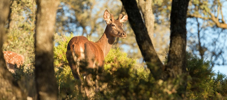 chasse au gros gibier Berbe Alto