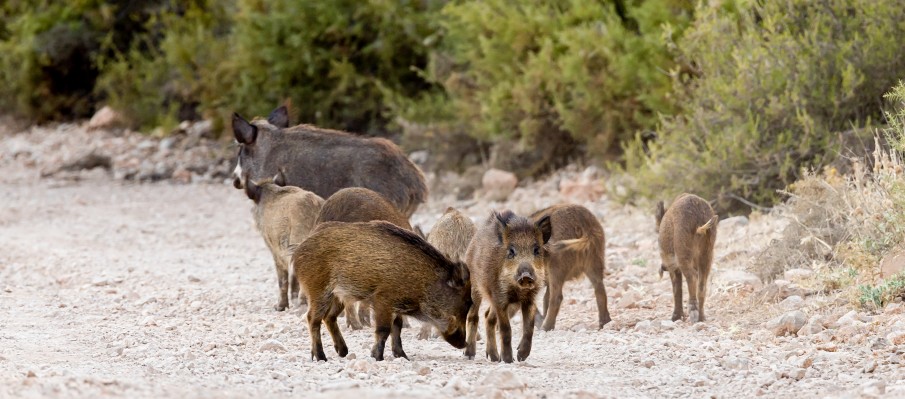 chasse au gros gibier Berbe Alto