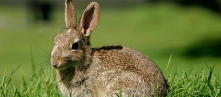 chasse au gros gibier Berbe Alto