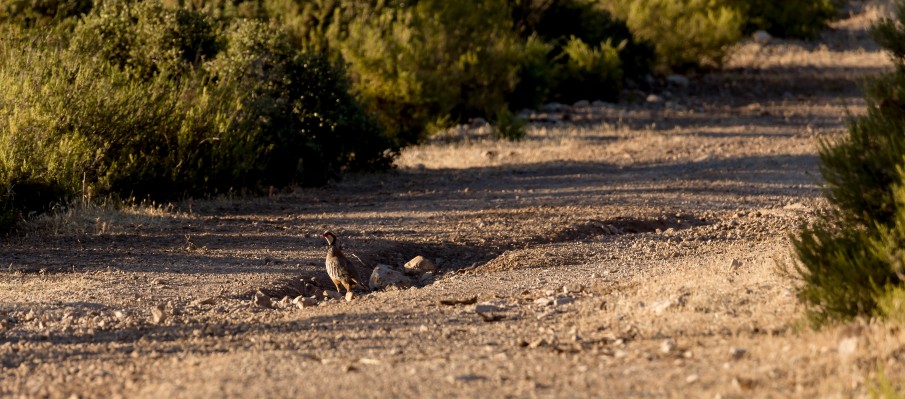 chasse au gros gibier Berbe Alto